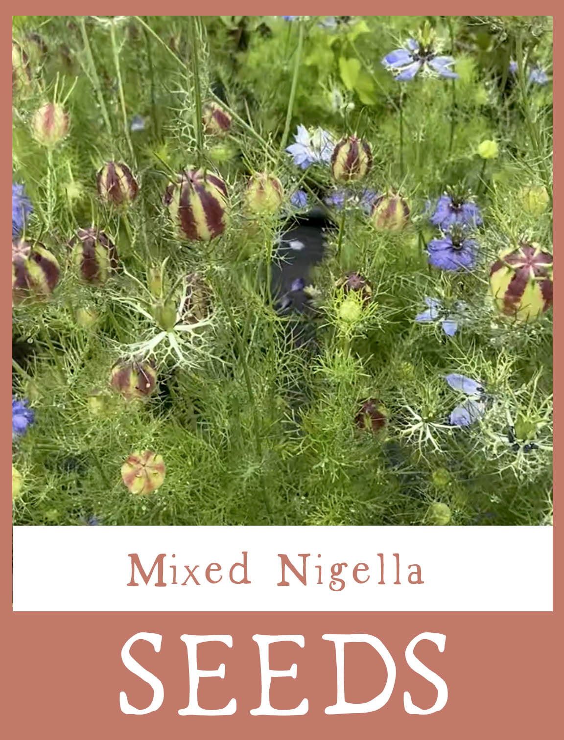 Mixed Nigella Seeds