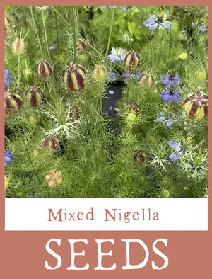 Mixed Nigella Seeds