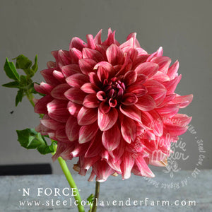 N-FORCE DAHLIA TUBER