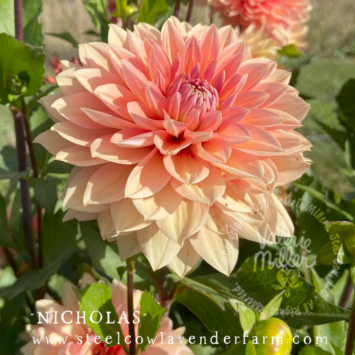 NICHOLAS DAHLIA TUBER