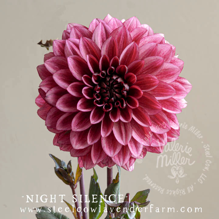 NIGHT SILENCE DAHLIA TUBER