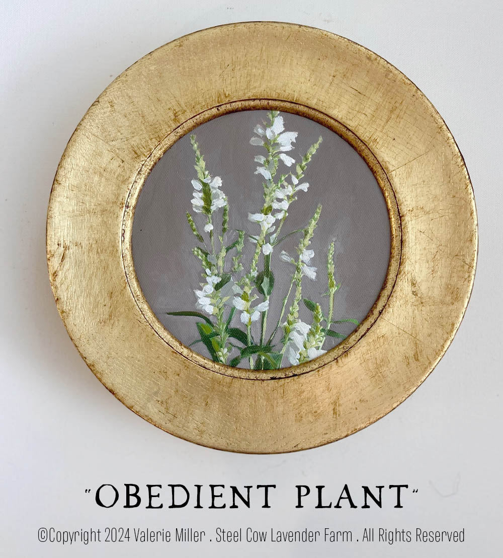 Obedient Plant Original Painting