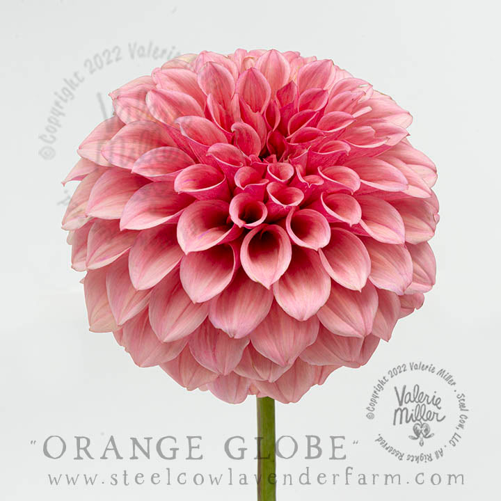 ORANGE GLOBE DAHLIA TUBER