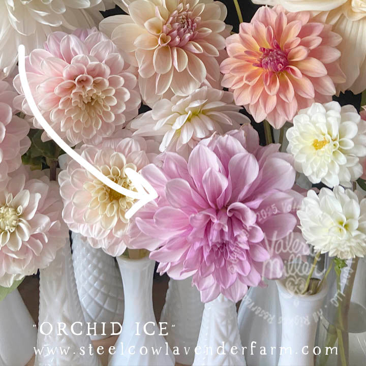 ORCHID ICE DAHLIA TUBER