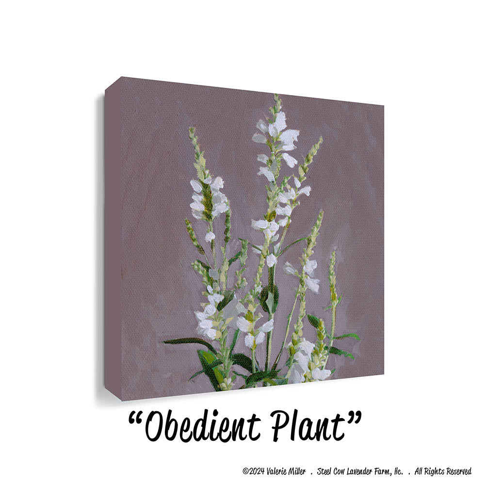 Obedient Plant (Canvas and Paper Print)