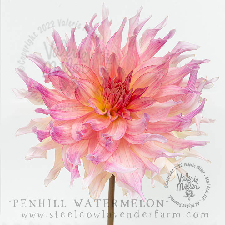 PENHILL WATERMELON DAHLIA TUBER