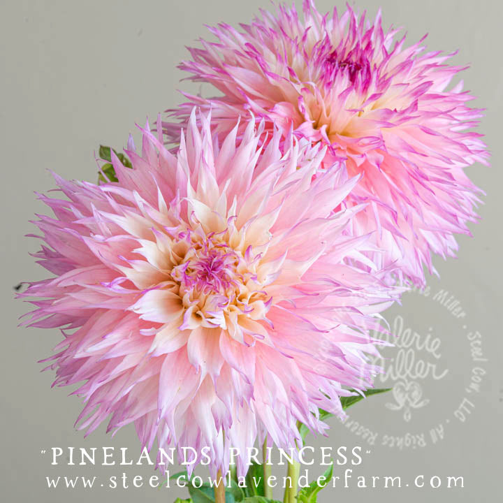 PINELANDS PRINCESS DAHLIA TUBER