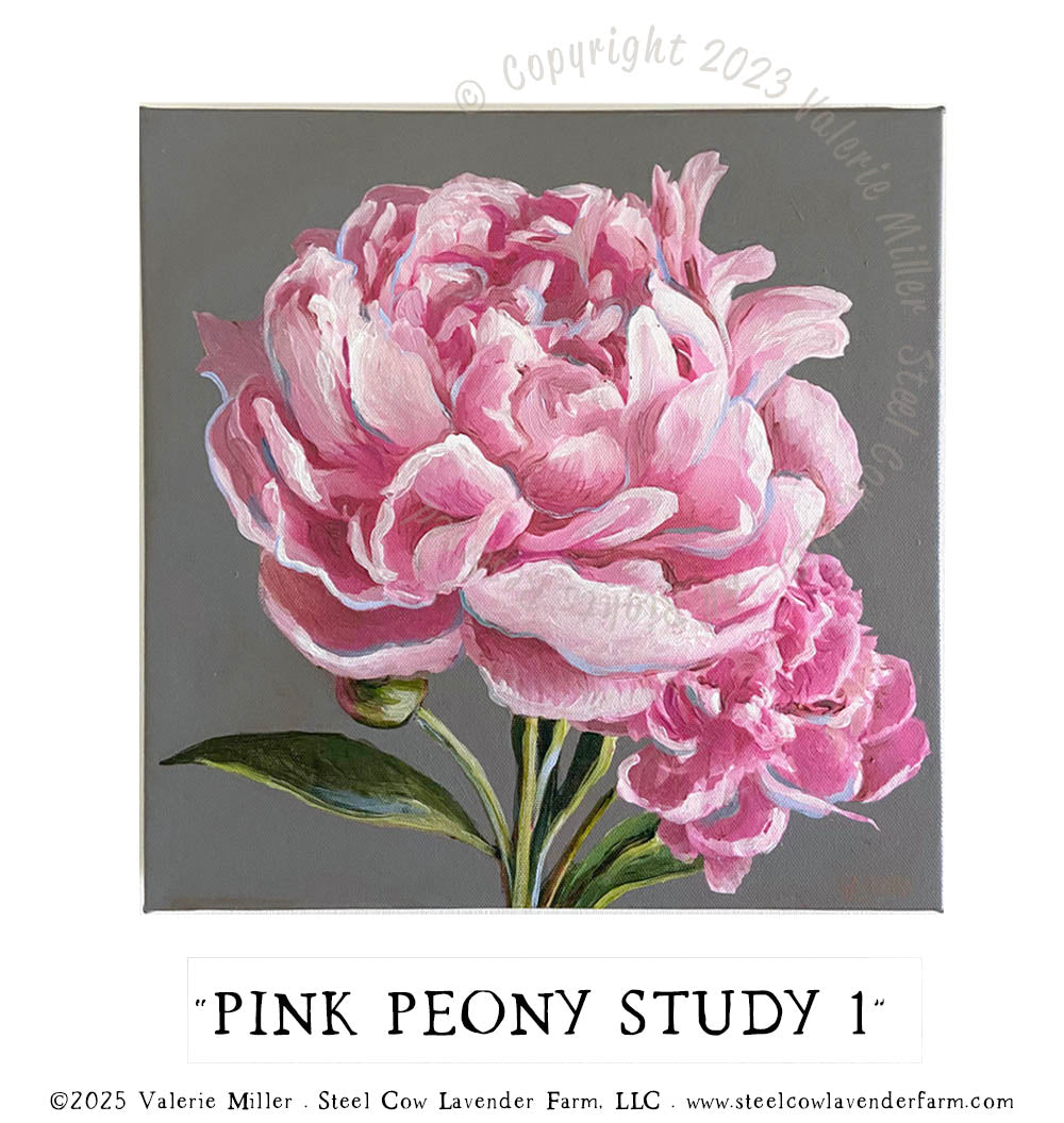 PINK PEONY STUDY 1
