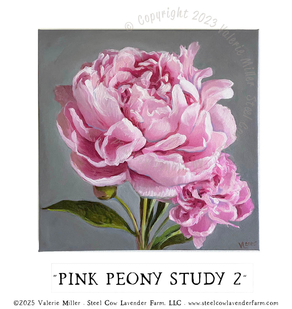 PINK PEONY STUDY 2