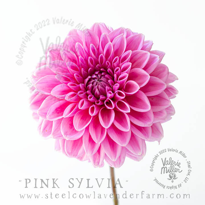 PINK SYLVIA DAHLIA TUBER