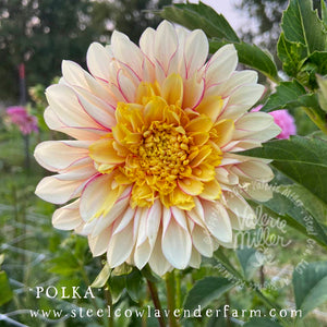 POLKA DAHLIA TUBER