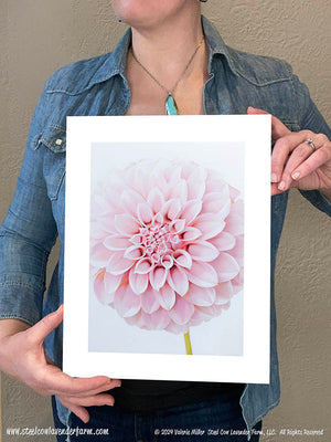 Peaches N' Cream Dahlia Art Print