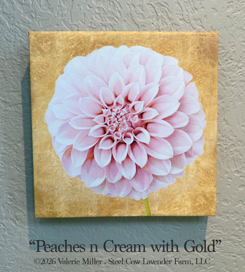 Peaches n Cream Dahlia with Gold