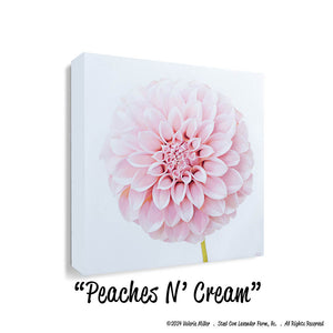 Peaches N' Cream Dahlia Art Print