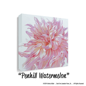 Penhill Watermelon Dahlia Art Print