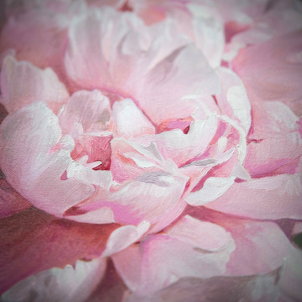 Pink Peony Canvas Print