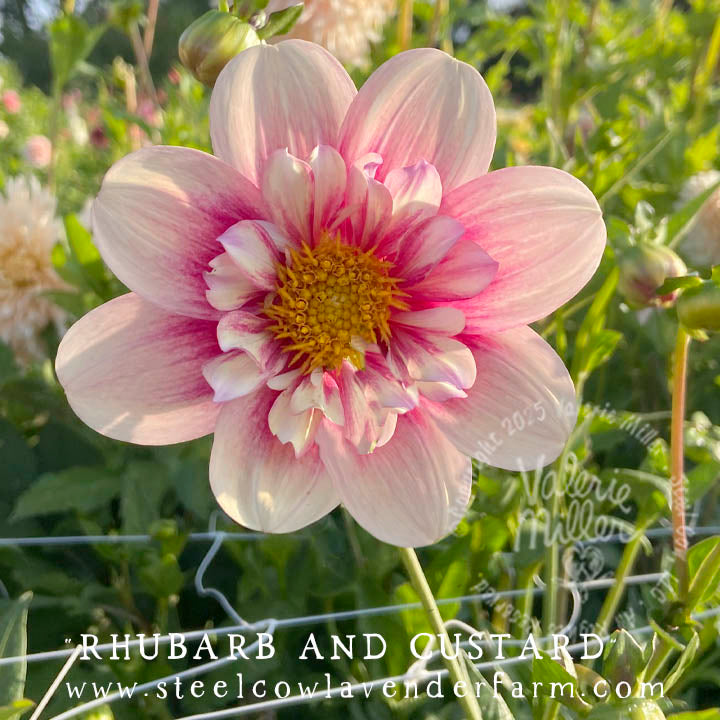 RHUBARB AND CUSTARD DAHLIA TUBER