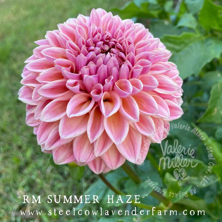 RM SUMMER HAZE DAHLIA TUBER
