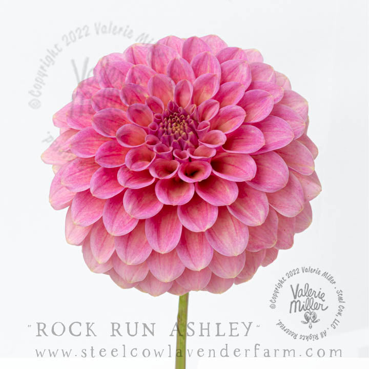 ROCK RUN ASHLEY DAHLIA TUBER