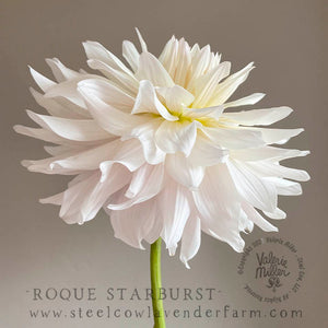 ROQUE STARBURST DAHLIA TUBER