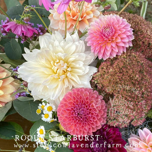 ROQUE STARBURST DAHLIA TUBER