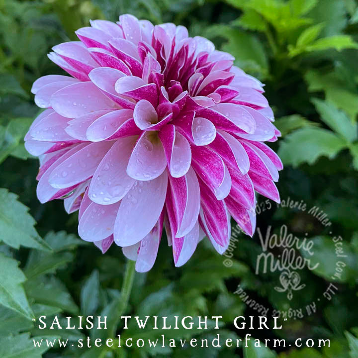 SALISH TWILIGHT GIRL DAHLIA TUBER