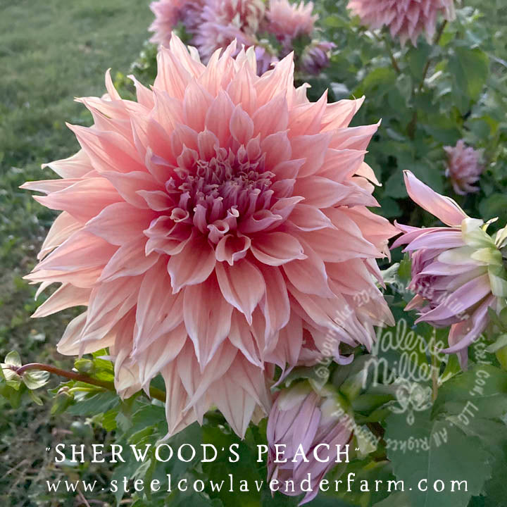 SHERWOOD'S PEACH DAHLIA TUBER