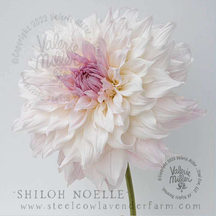 SHILOH NOELLE DAHLIA TUBER