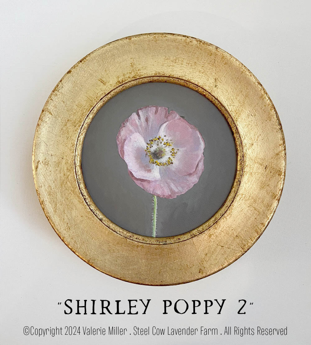 Shirley Poppy 2 Original Painting