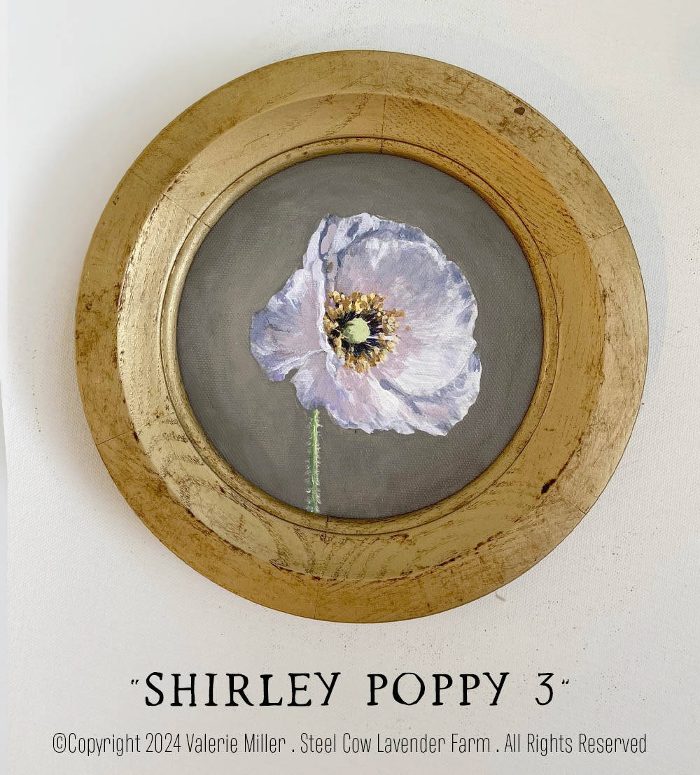 Shirley Poppy 3 Original Painting