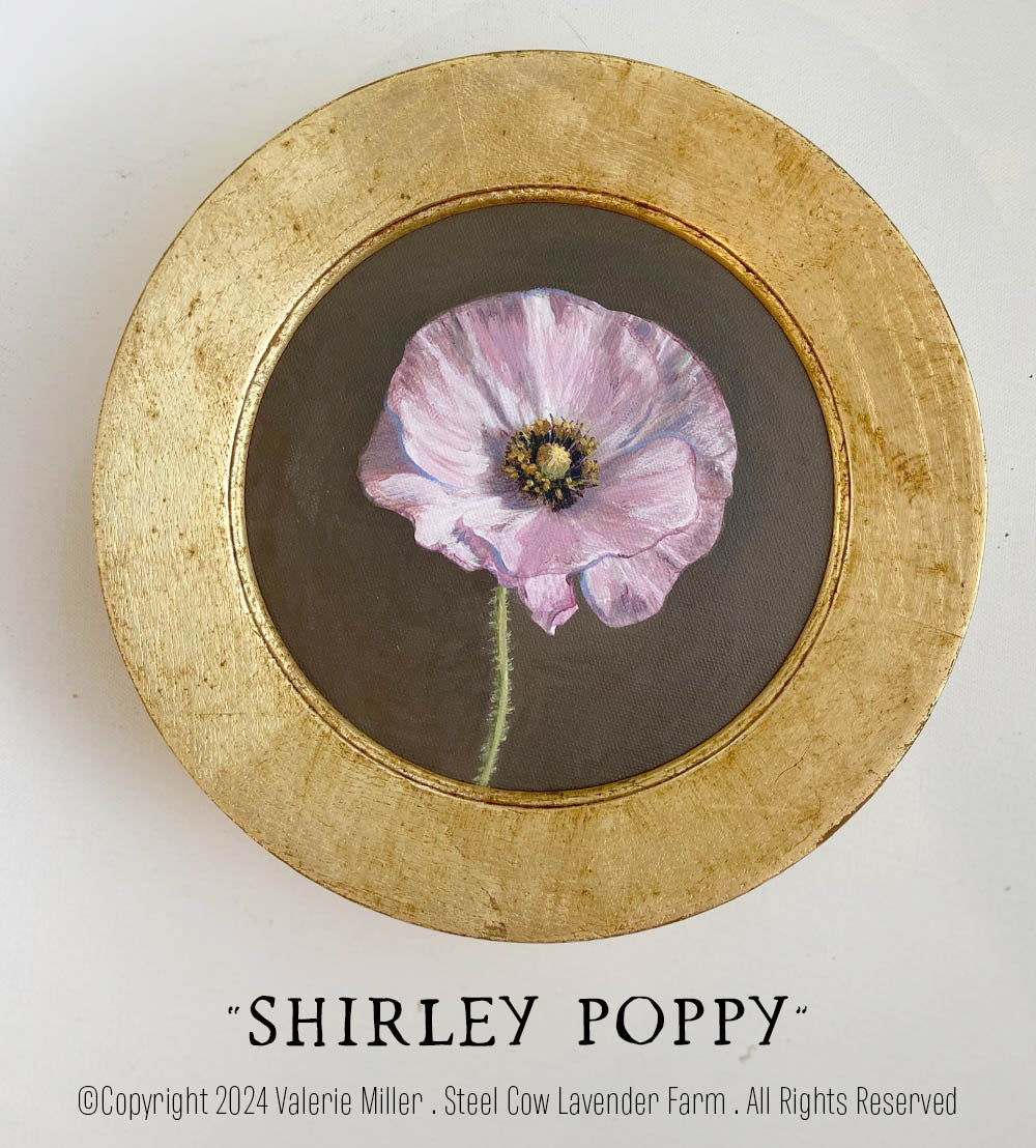 Shirley Poppy Original Painting