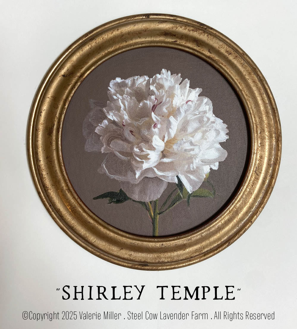 Shirley Temple Peony