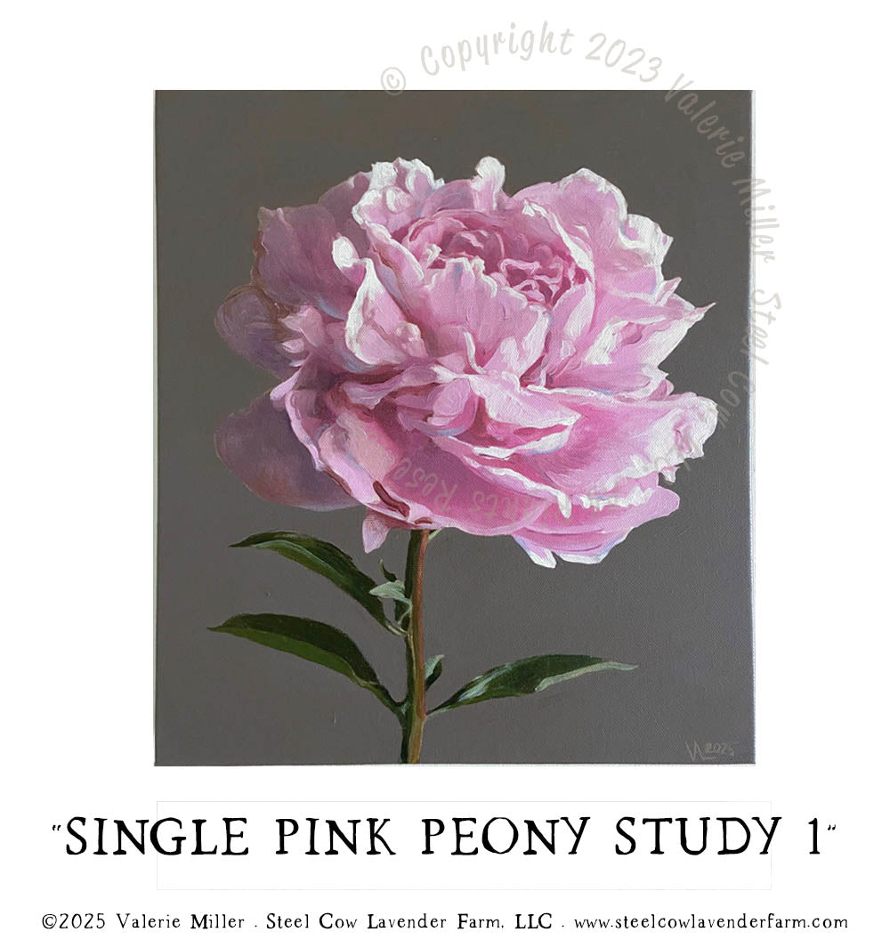 SINGLE PINK PEONY STUDY 1