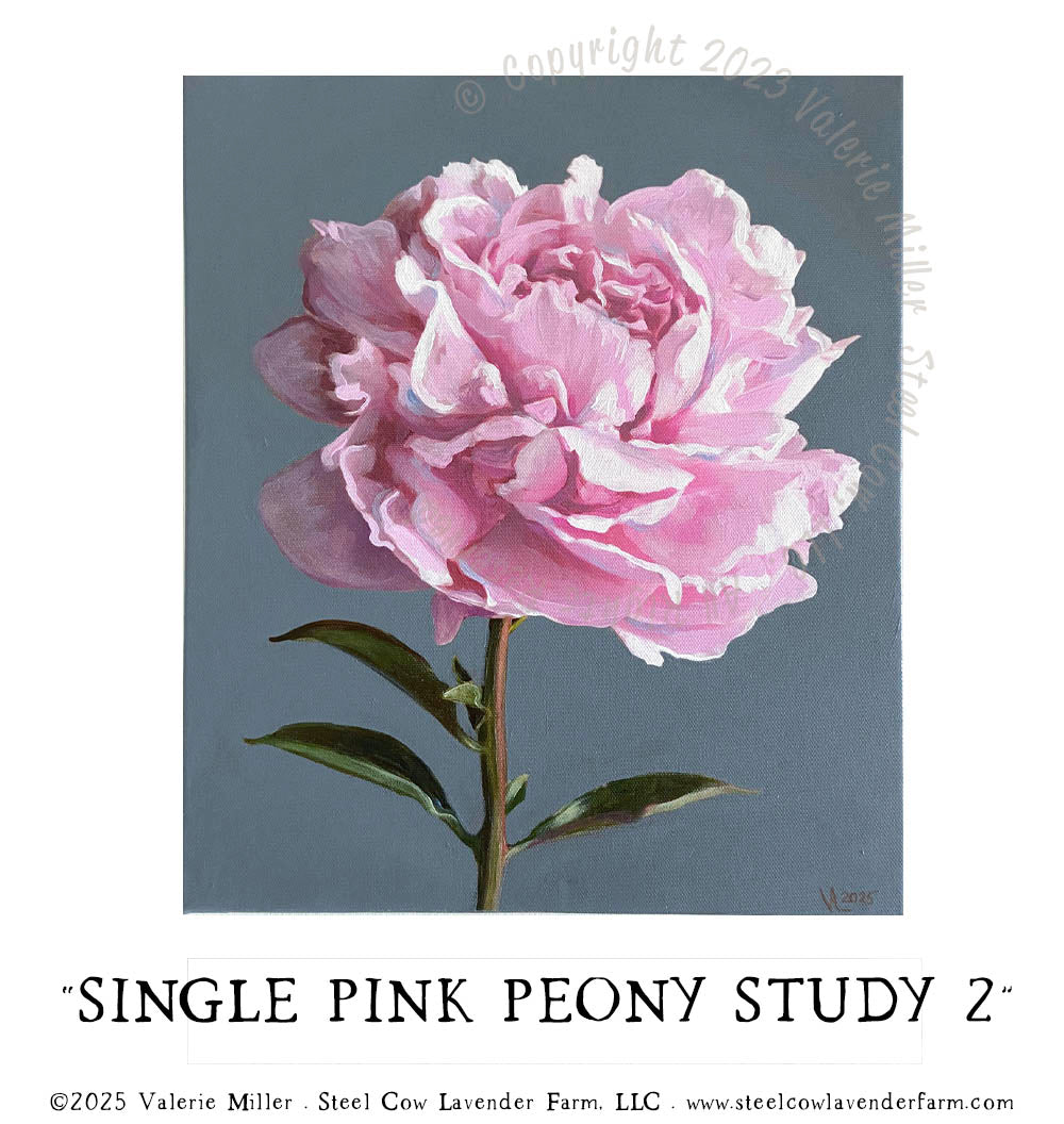 SINGLE PINK PEONY STUDY 2