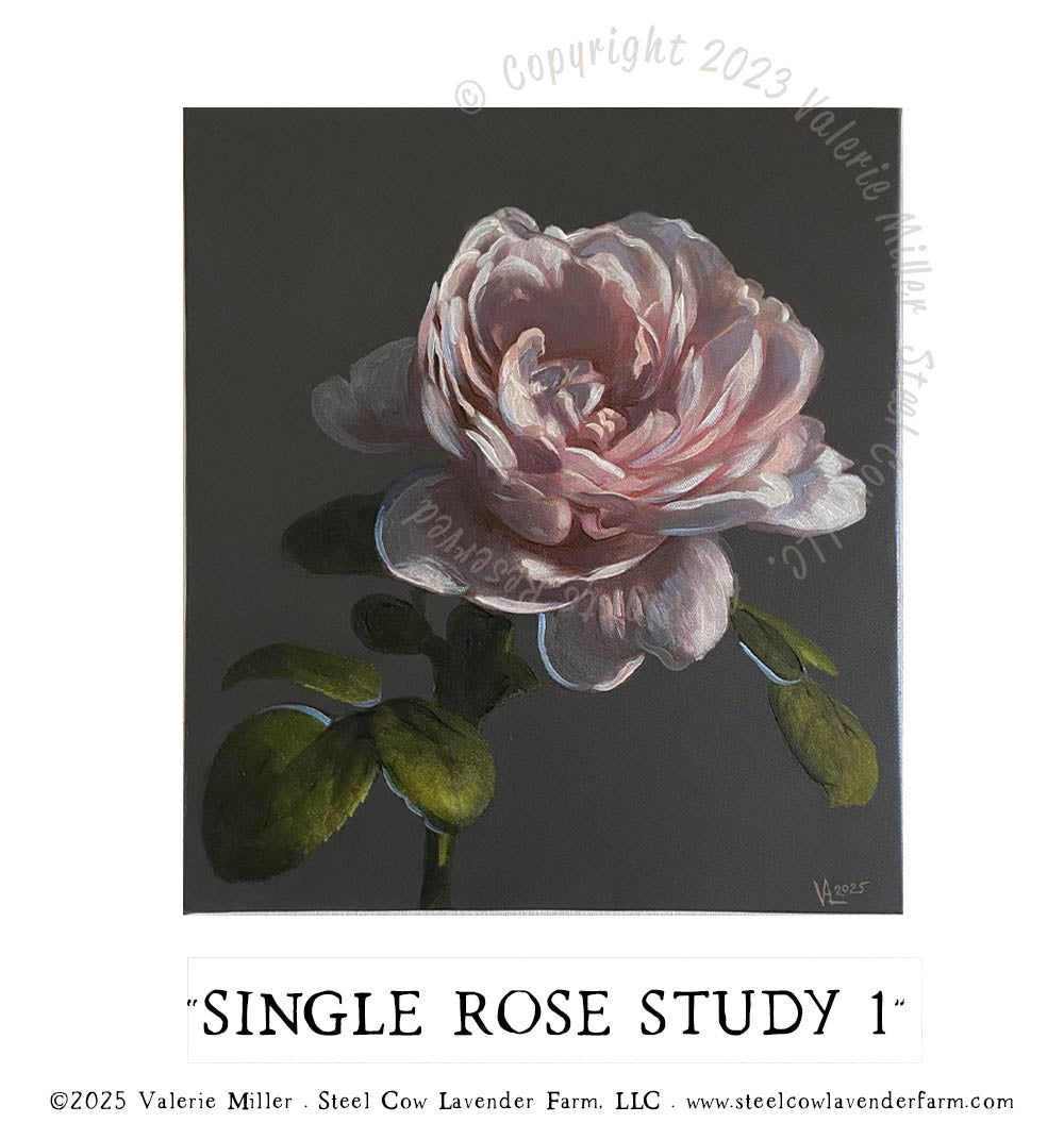 SINGLE ROSE STUDY 1