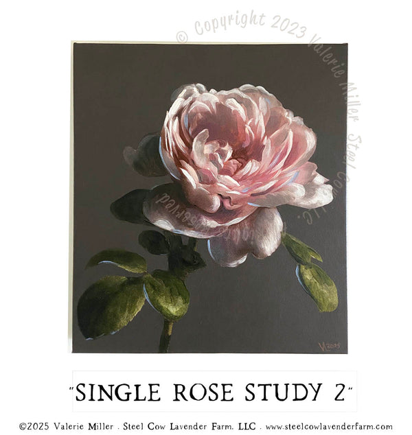 SINGLE ROSE STUDY 2 - Steel Cow Lavender Farm