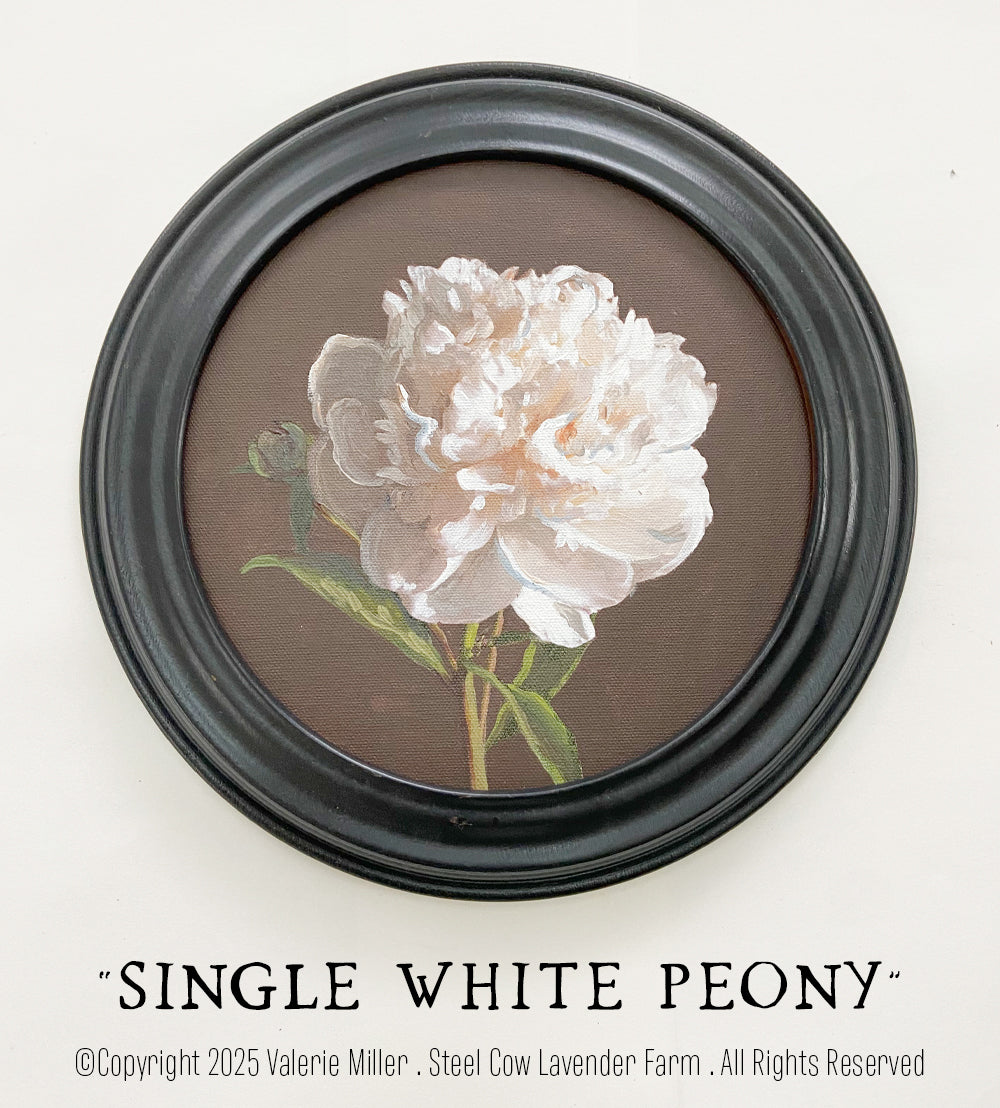 SINGLE WHITE PEONY