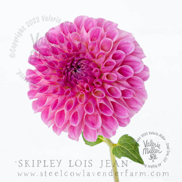 SKIPLEY LOIS JEAN DAHLIA TUBER