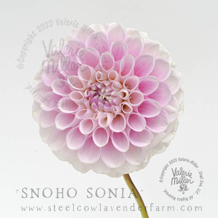SNOHO SONIA DAHLIA TUBER