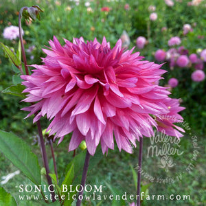 SONIC BLOOM DAHLIA TUBER