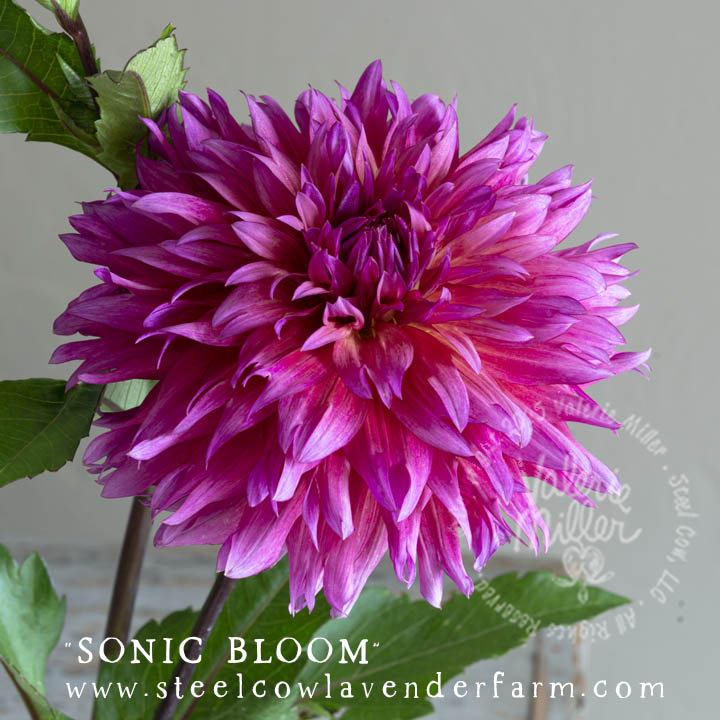 SONIC BLOOM DAHLIA TUBER