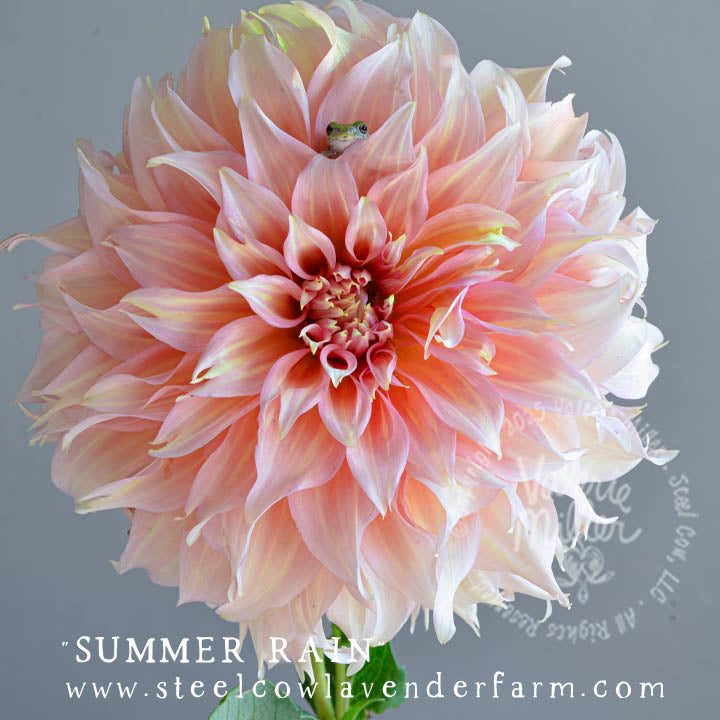 SUMMER RAIN DAHLIA TUBER