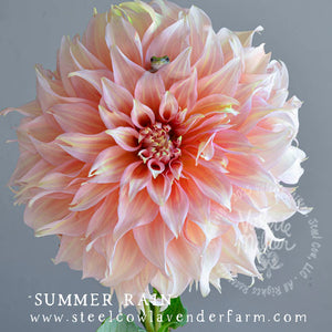 SUMMER RAIN DAHLIA TUBER