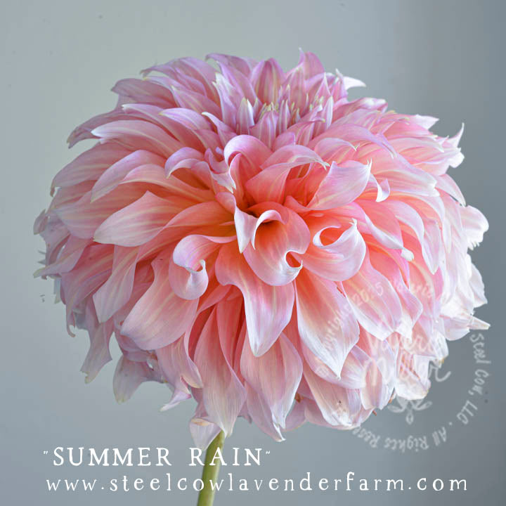 SUMMER RAIN DAHLIA TUBER