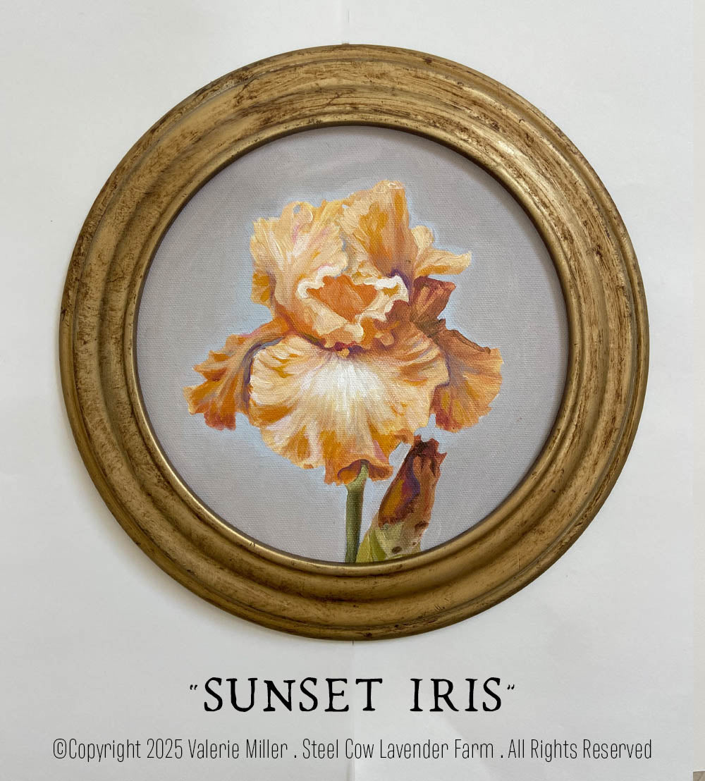 SUNSET IRIS