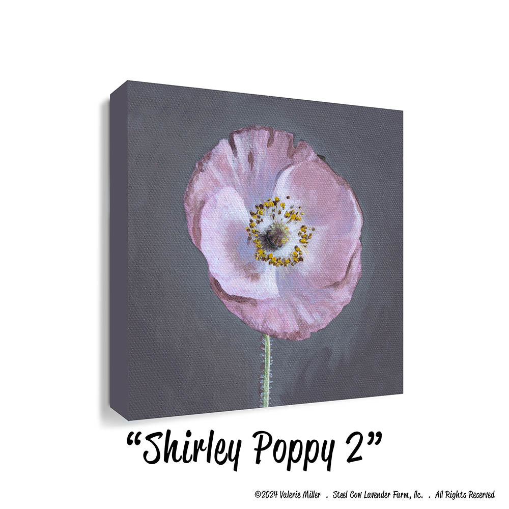 Shirley Poppy 2 (Canvas and Paper Print)