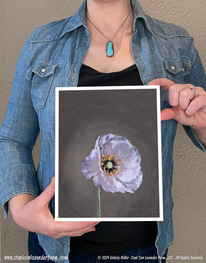 Shirley Poppy 3 (Canvas and Paper Print)
