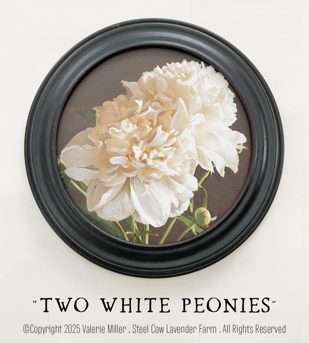 TWO WHITE PEONIES
