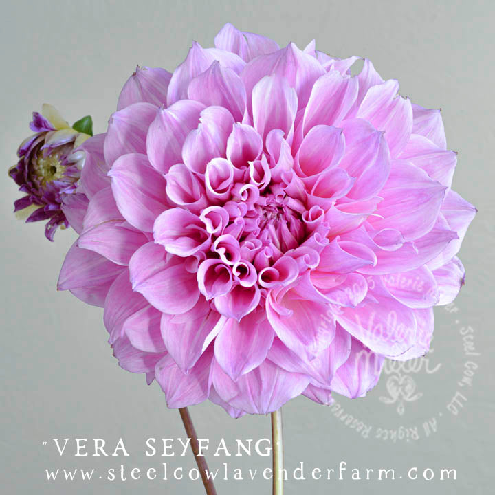 VERA SEYFANG DAHLIA TUBER