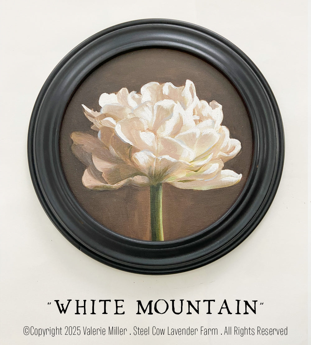 WHITE MOUNTAIN TULIP